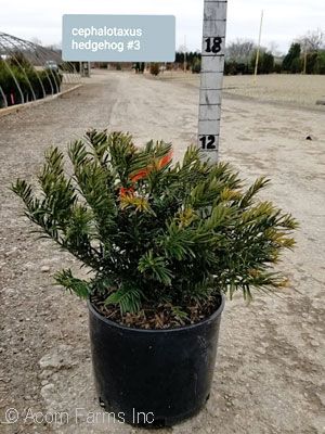 CEPHALOTAXUS HAR HEDGEHOG