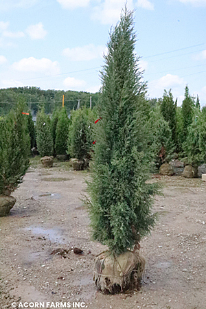 JUNIPERUS VIR WHISKEY HILL