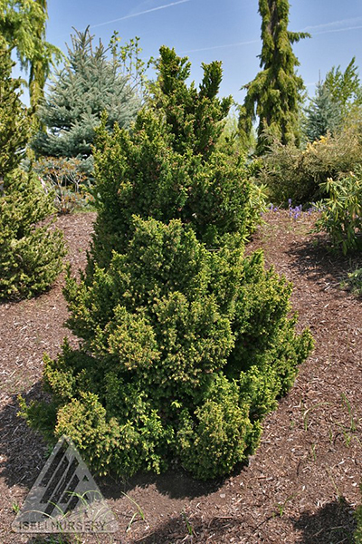 CRYPTOMERIA JAP BLACK DRAGON