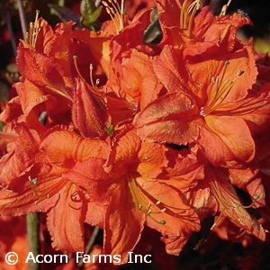 AZALEA EXB FIREBALL