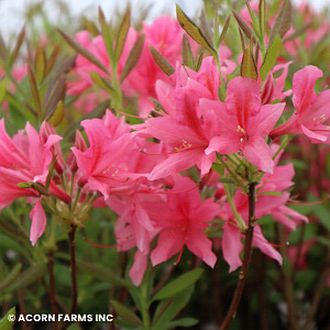 AZALEA EXB ROSY LIGHTS