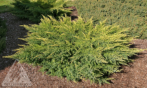 JUNIPERUS CHI DAUBS FROSTED