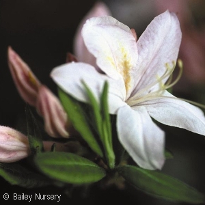 AZALEA EXB WHITE LIGHTS