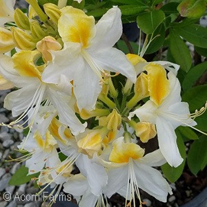 AZALEA EXB NORTHERN HILIGHT