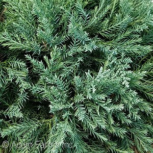 JUNIPERUS VIR GREY GUARDIAN