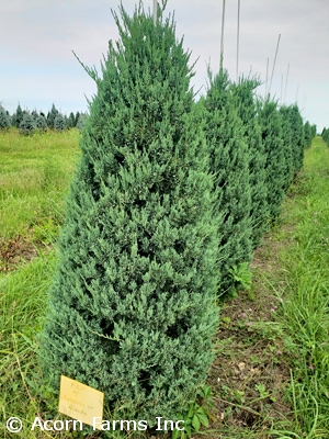 JUNIPERUS VIR GLAUCA