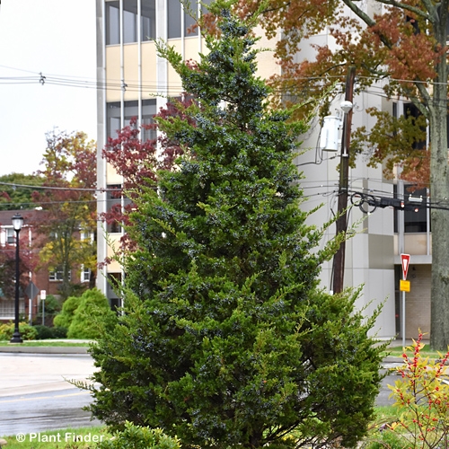 JUNIPERUS VIR EMERALD SENTINEL