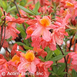 AZALEA EXB MT ST HELENS