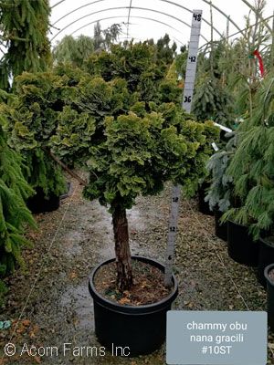 Acorn Farms Genus - Nursery-bulk trees, shrubs, annuals green industry