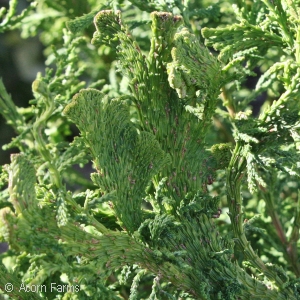 CHAMAECYPARIS OBT TORULOSA