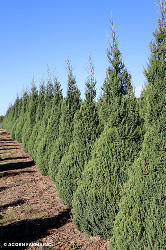 JUNIPERUS CHI MOUNTBATTEN