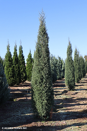 JUNIPERUS VIR TAYLOR