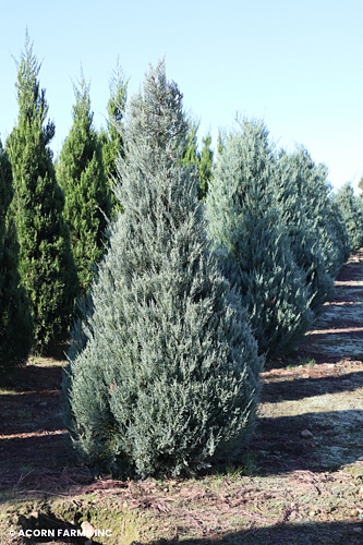 JUNIPERUS VIR BURKII