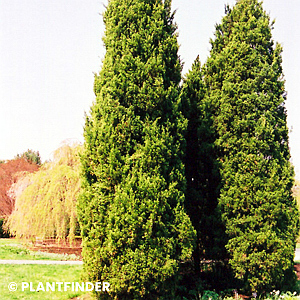 JUNIPERUS VIRGINIANA