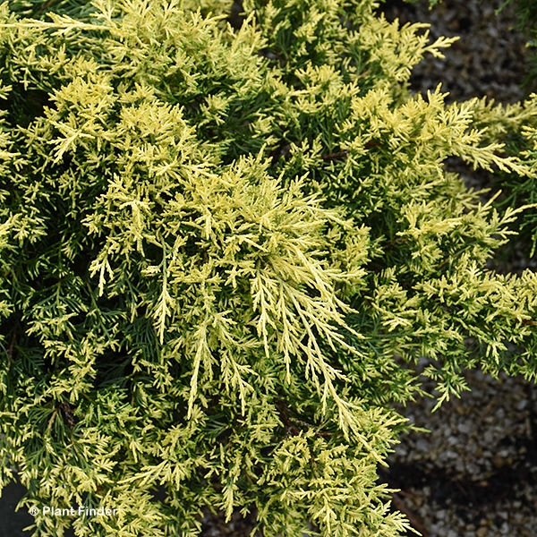JUNIPERUS PFI SEA OF GOLD