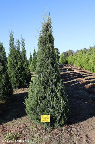 JUNIPERUS CHI FAIRVIEW