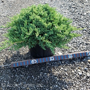 JUNIPERUS PRO GREENMOUND