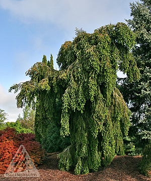 ABIES ALBA GREEN SPIRAL