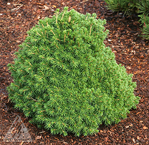 PICEA ABIES TOMPA
