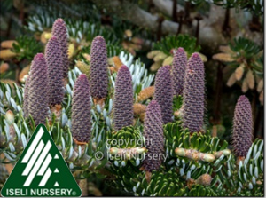 ABIES KOR SILVER SHOW