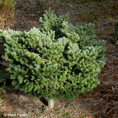 ABIES KOR SILBERPERLE
