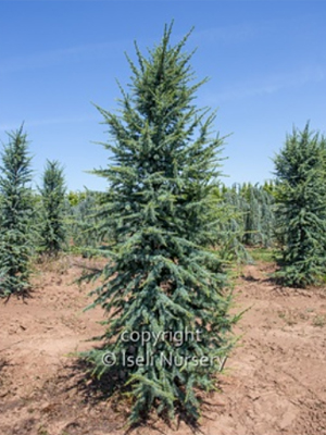 CEDRUS ATL FASTIGIATA