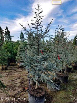 CEDRUS ATL GLAUCA