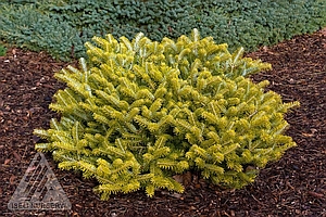 ABIES KOR GOLDEN GLOW