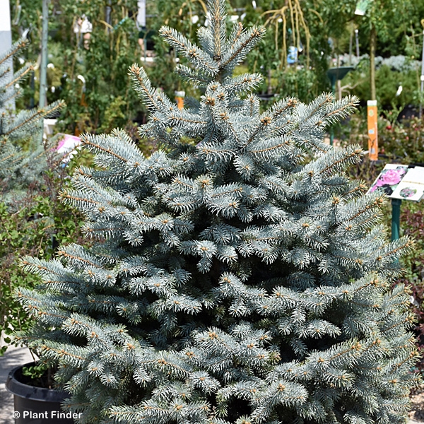PICEA PUN BLUE DIAMOND