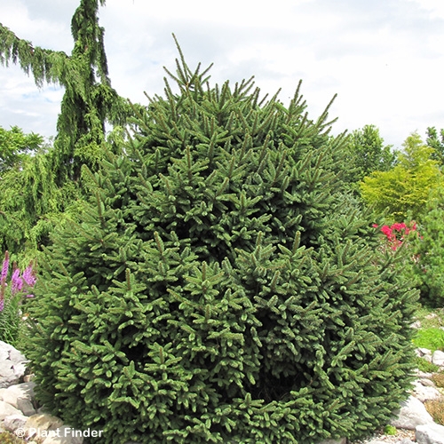 PICEA ABIES CLNBRSSLNA STRICTA