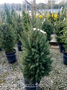 PICEA GLAUCA NORTH POLE