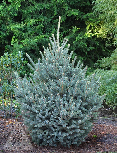 PICEA GLAUCA YUKON BLUE