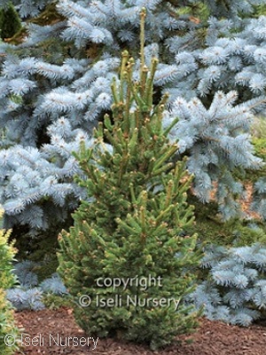 PICEA ABIES HILLSIDE UPRIGHT