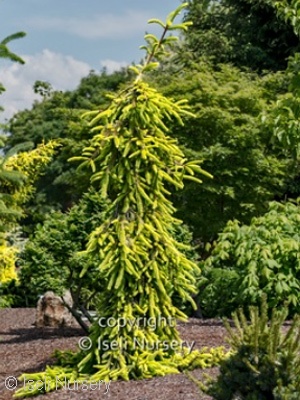 PICEA ABIES GOLD DRIFT