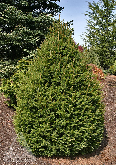 PICEA ABIES SHERWOOD COMPACT