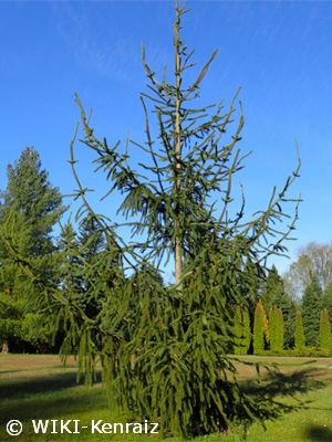 PICEA ABIES VIRGATA