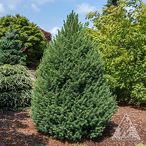 PICEA GLAUCA BIG BERTA