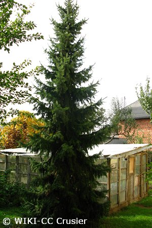 PICEA OMORIKA