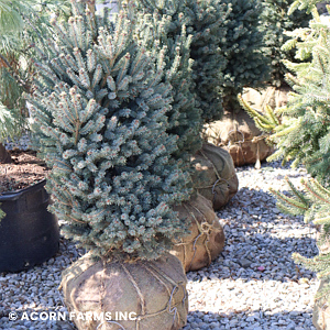 PICEA GLAUCA BLUE TEARDROP