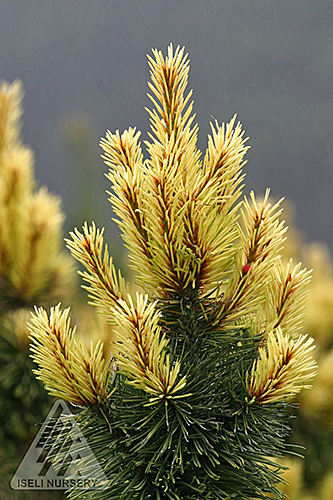 PINUS CON TAYLORS SUNBURST