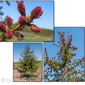 PICEA ABIES RUBRA SPICATA