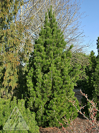 PINUS LEU EMERALD ARROW