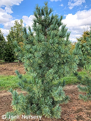 PINUS KOR SILVERAY