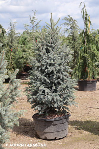 PICEA GLAUCA WHISKY BLUE HILLS