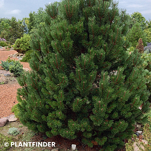 PINUS MUGO FASTIGIATA