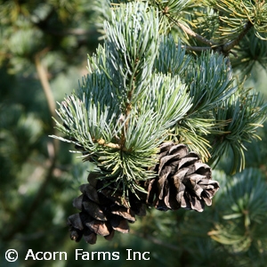 PINUS PARVIFLORA GLAUCA