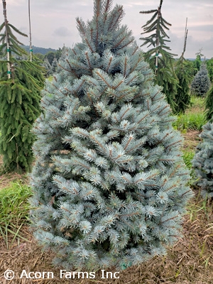 PICEA PUN BAKERI