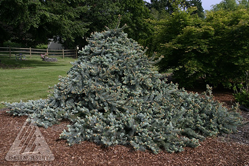 PICEA PUN PENDULA