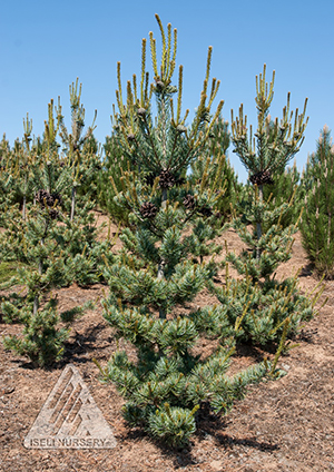 PINUS PAR GLA BREVIFOLIA