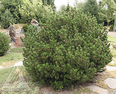 PINUS CON SPAANS DWARF